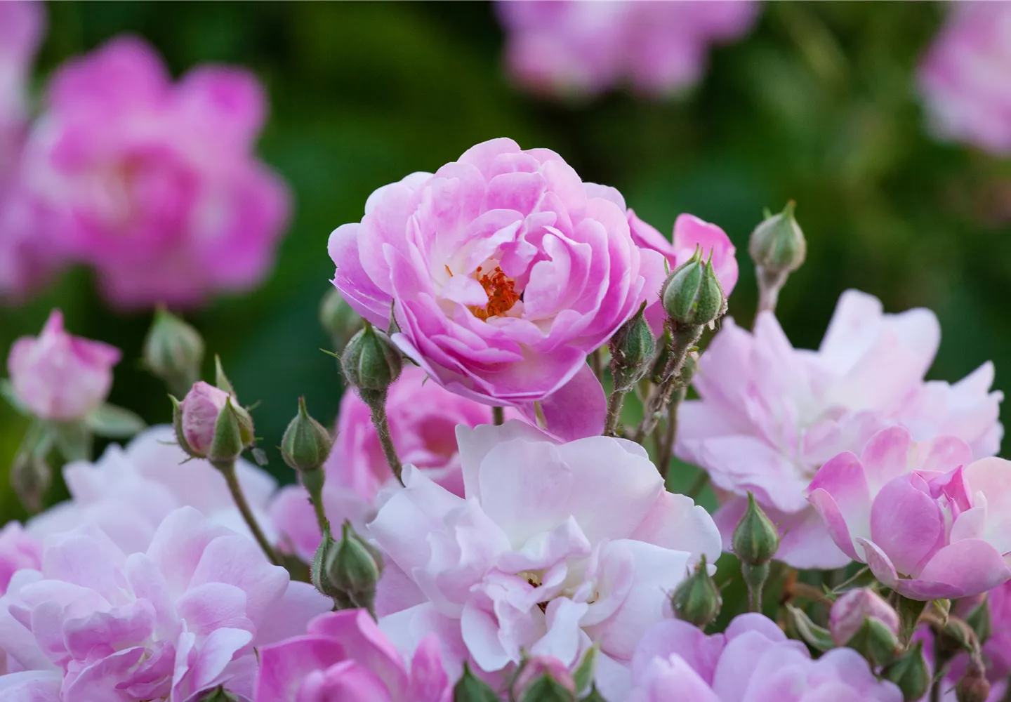 Rosa multiflora 'Dawson'