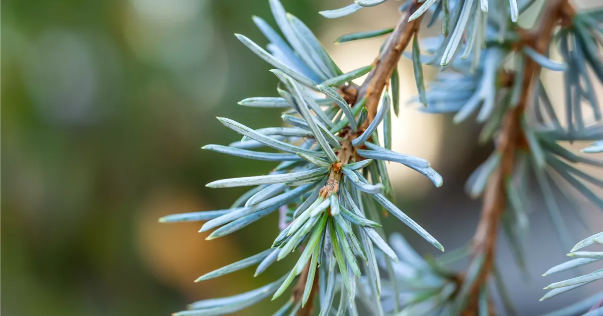 Cedrus Libani Blue Fountain