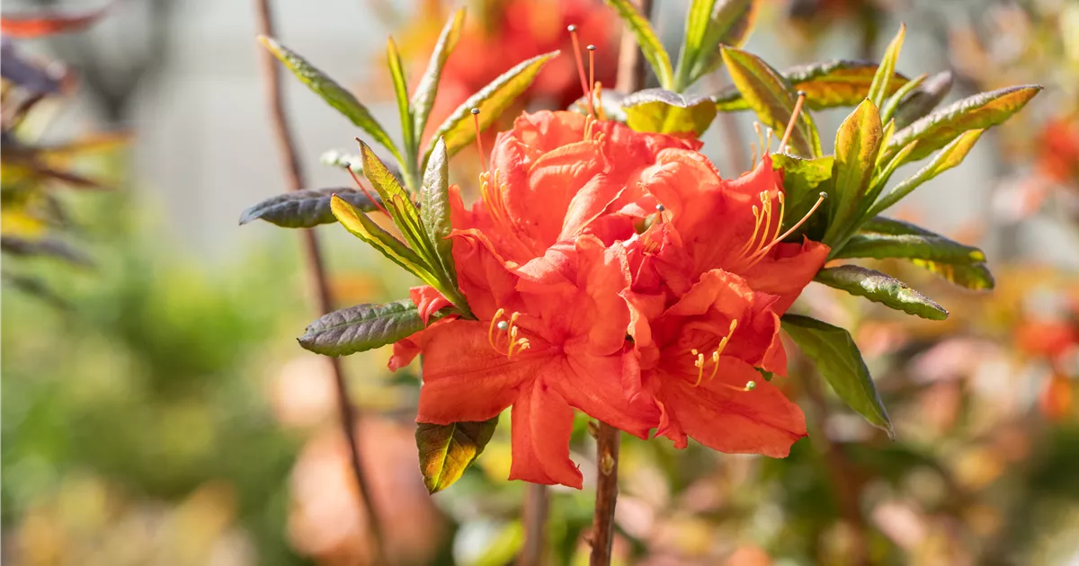 Rhododendron lut.'Royal Command' I