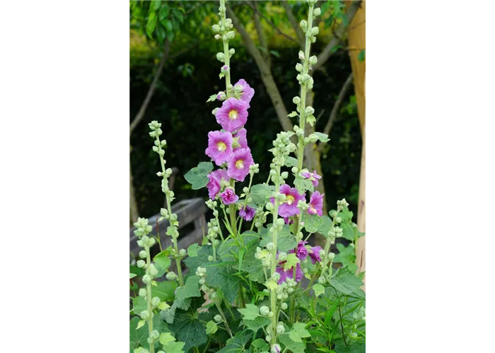 Alcea rosea 'Spotlight Mars Magic