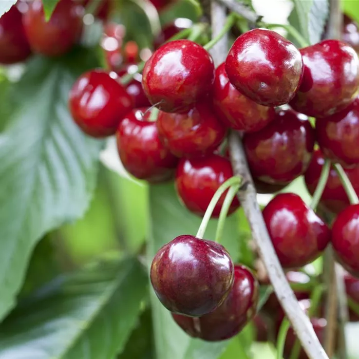 Obstbäume und -sträucher sind beliebt im Garten