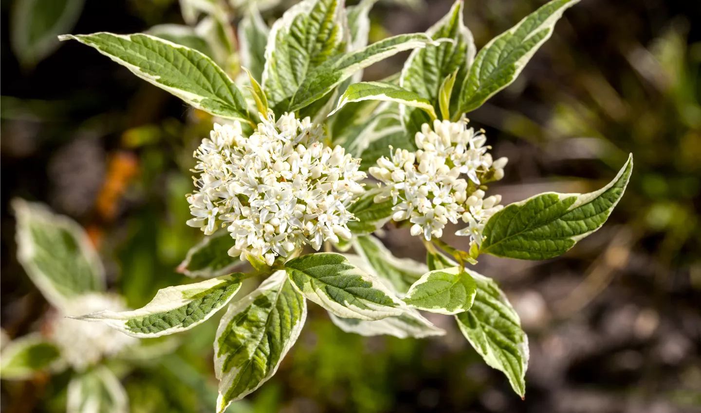 Cornus alba 'Sibirica Variegata'