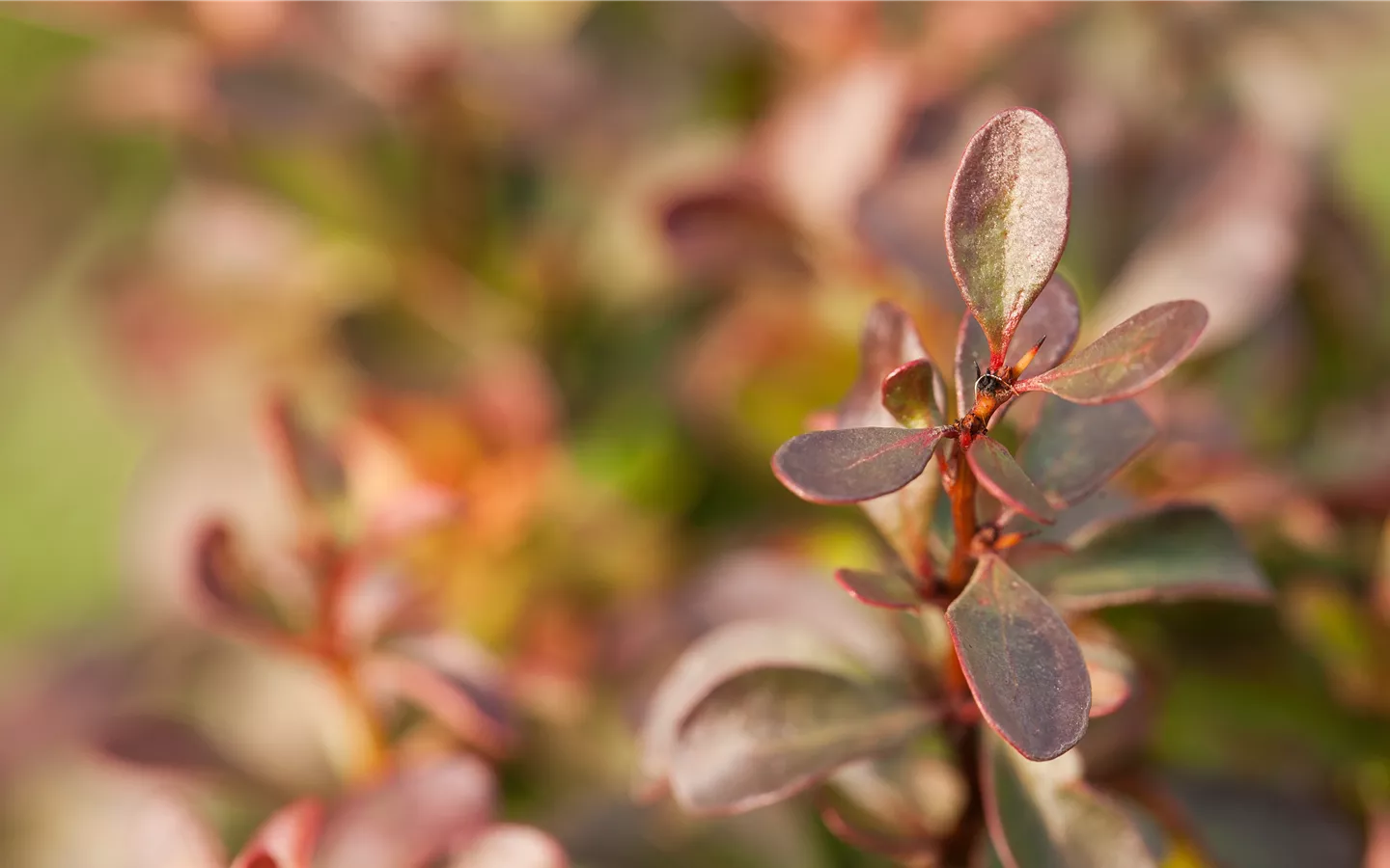 Berberis thunbergii 'Atropurpurea Nana'