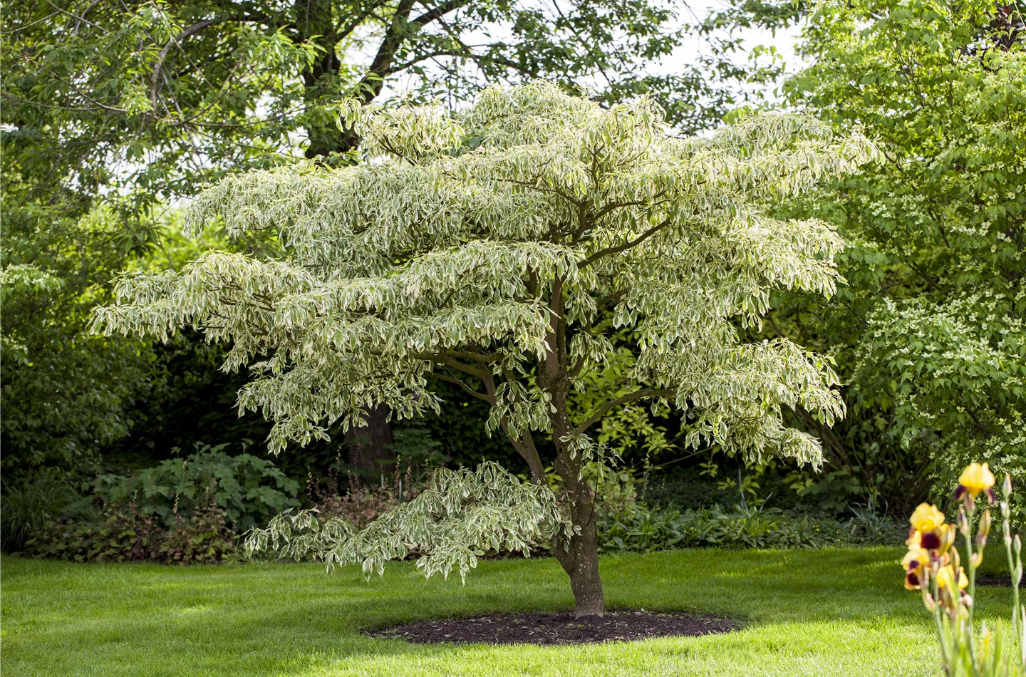 Ein Hausbaum ist das perfekte Solitärgehölz