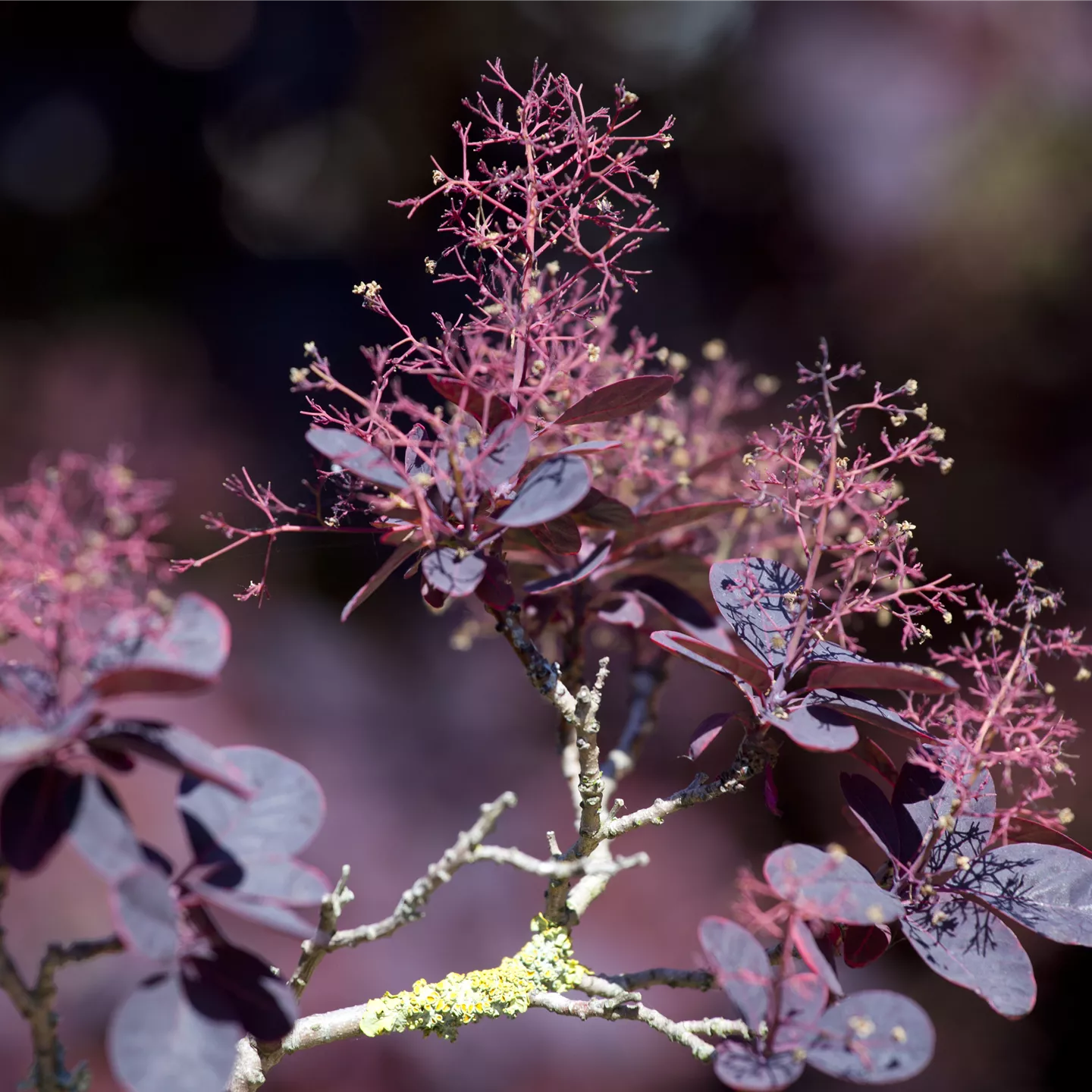 Cotinus coggygria