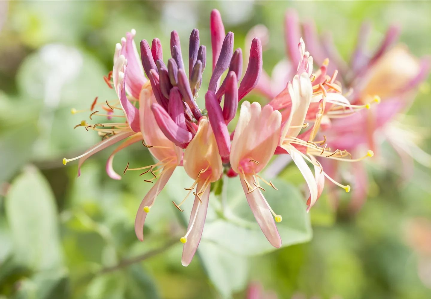 Lonicera caprifolium