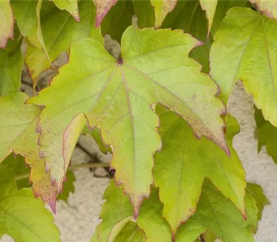 Parthenocissus tric.'Green Spring' Parthenocissus tric.'Green Spring'