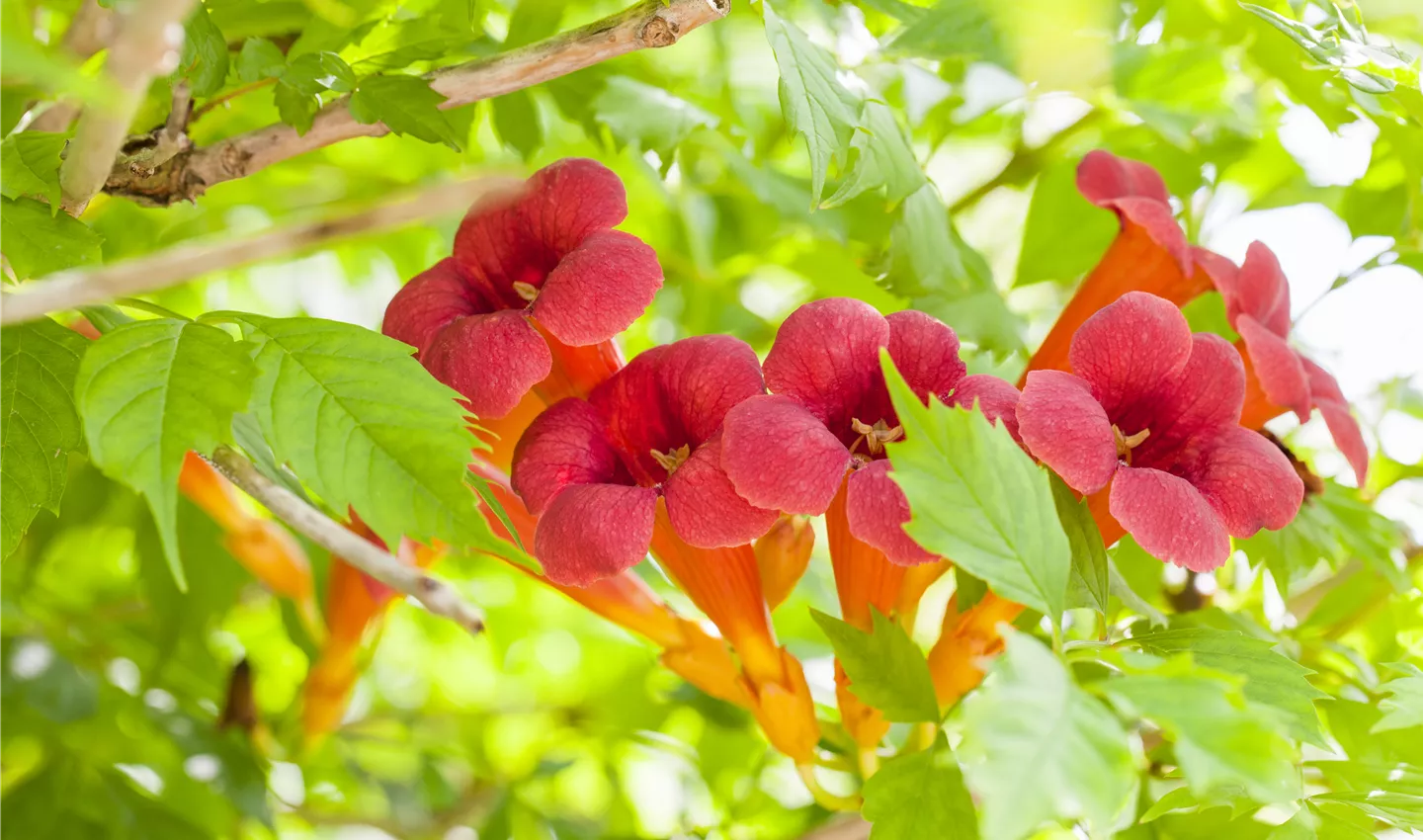 Campsis radicans