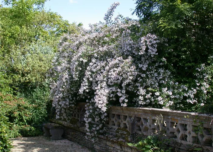 Kolkwitzia amabilis Kolkwitzia amabilis