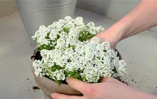 Steinkraut - Einpflanzen in ein Gefäß Steinkraut - Einpflanzen in ein Gefäß