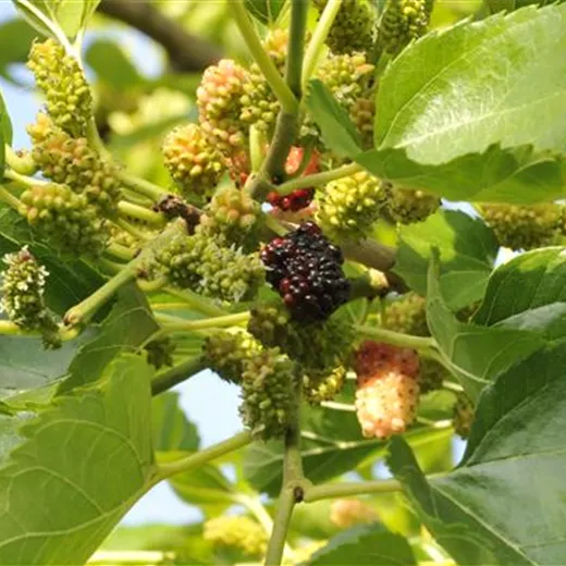 Morus nigra Morus nigra