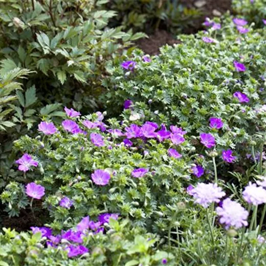 Geranium sanguineum 'Max Frei' Geranium sanguineum 'Max Frei'