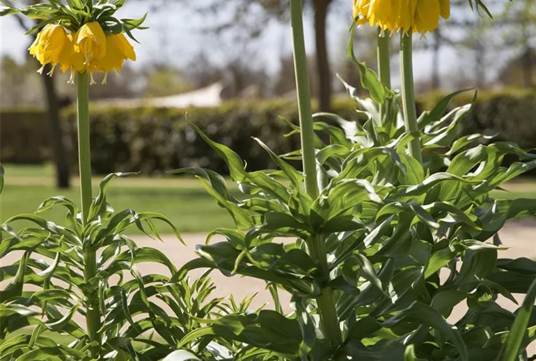 Fritillaria imperialis 'Maxima Lutea' Fritillaria imperialis 'Maxima Lutea'
