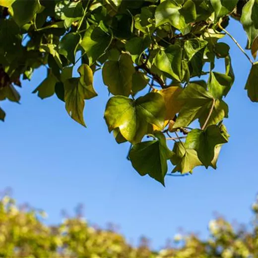 Hedera helix 'Arborescens' Hedera helix 'Arborescens'
