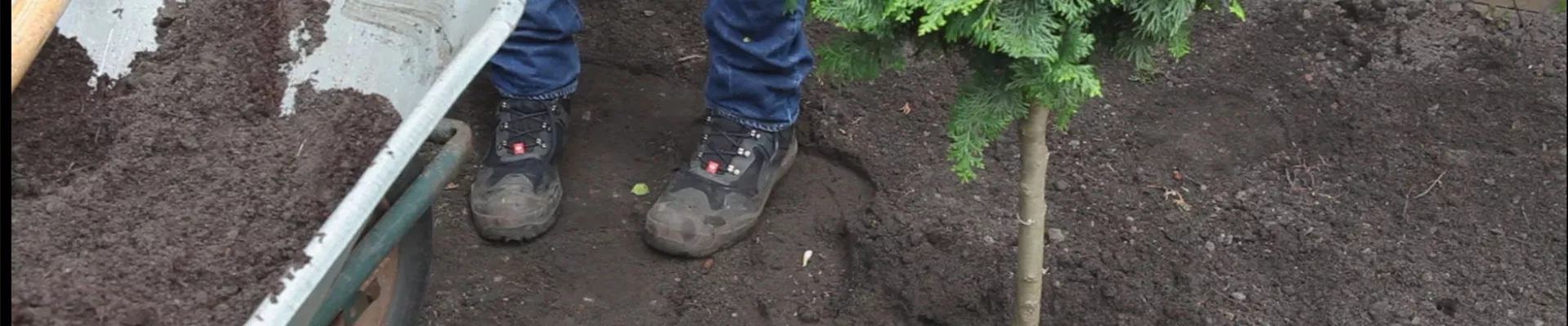 Zwerg-Muschelzypresse- Einpflanzen im Garten 4 Zwerg-Muschelzypresse- Einpflanzen im Garten 4