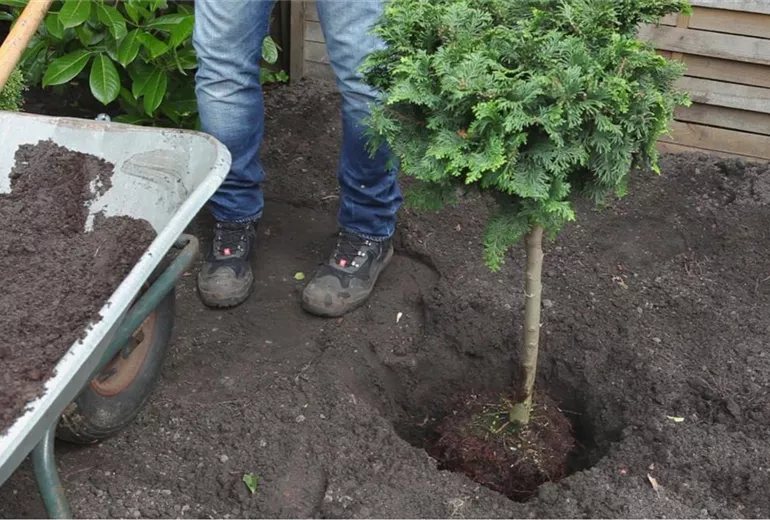 Zwerg-Muschelzypresse- Einpflanzen im Garten 4 Zwerg-Muschelzypresse- Einpflanzen im Garten 4