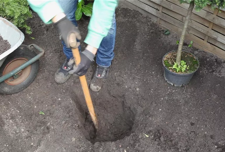 Zwerg-Muschelzypresse- Einpflanzen im Garten 1 Zwerg-Muschelzypresse- Einpflanzen im Garten 1