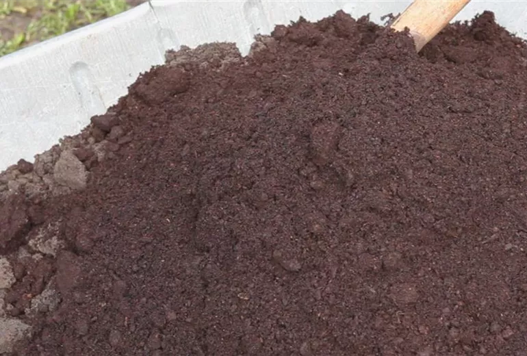 Zwerg-Muschelzypresse- Einpflanzen im Garten 2 Zwerg-Muschelzypresse- Einpflanzen im Garten 2