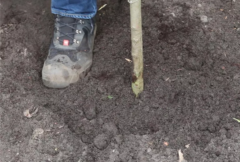 Zwerg-Muschelzypresse- Einpflanzen im Garten 5 Zwerg-Muschelzypresse- Einpflanzen im Garten 5