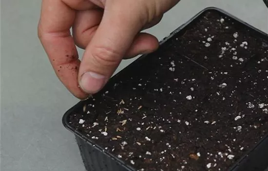 Zwergastern - Aussäen von Samen  Zwergastern - Aussäen von Samen