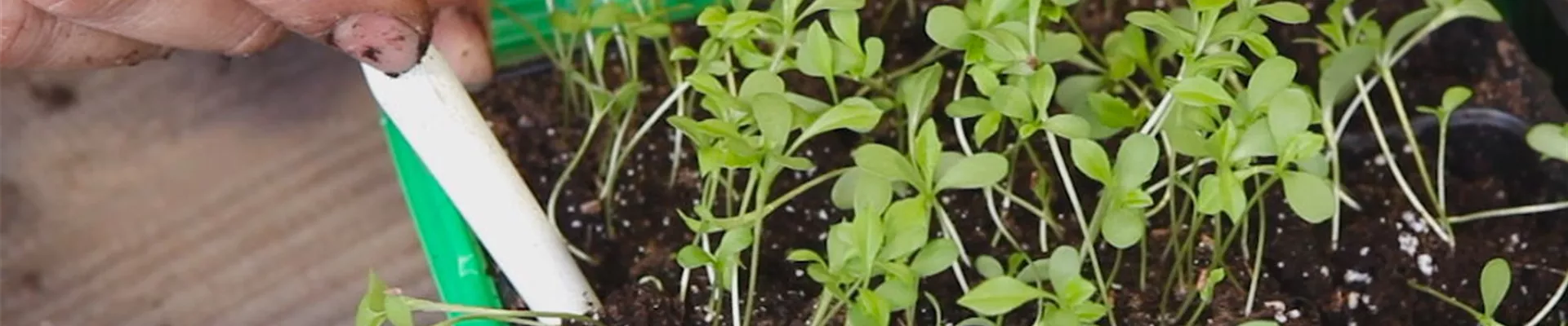 Zwergastern-Pikieren 6 Zwergastern-Pikieren 6