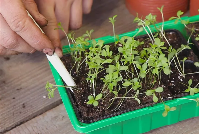 Zwergastern-Pikieren 6 Zwergastern-Pikieren 6