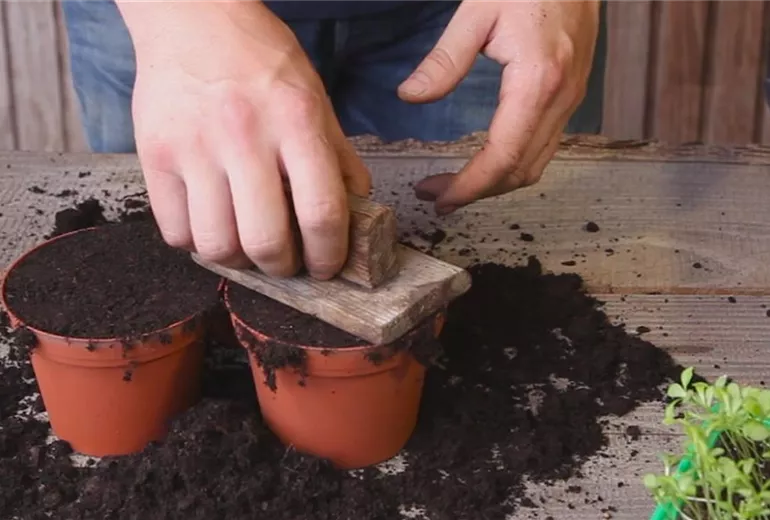 Zwergastern-Pikieren 1 Zwergastern-Pikieren 1