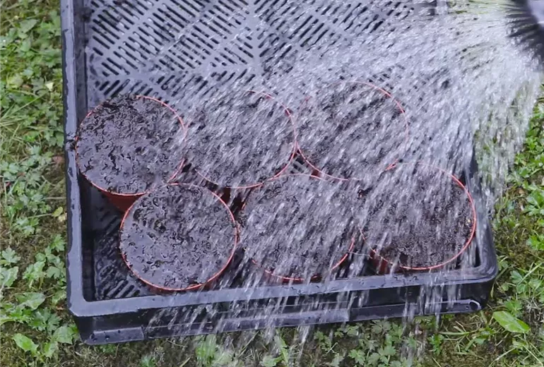 Zwergastern-Pikieren 2 Zwergastern-Pikieren 2