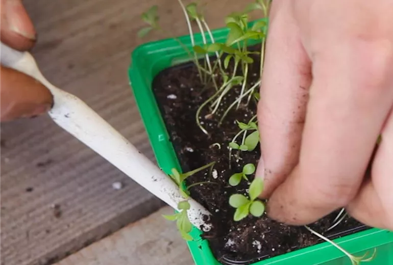 Zwergastern-Pikieren 3 Zwergastern-Pikieren 3