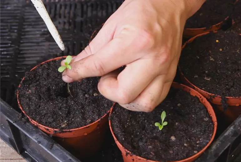 Zwergastern-Pikieren 4 Zwergastern-Pikieren 4