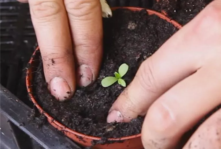 Zwergastern-Pikieren 5 Zwergastern-Pikieren 5