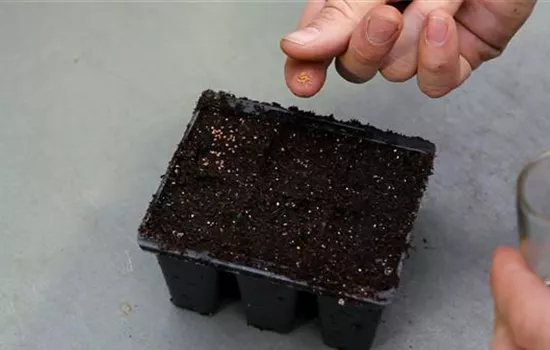 Steinkraut - Aussäen von Samen Steinkraut - Aussäen von Samen