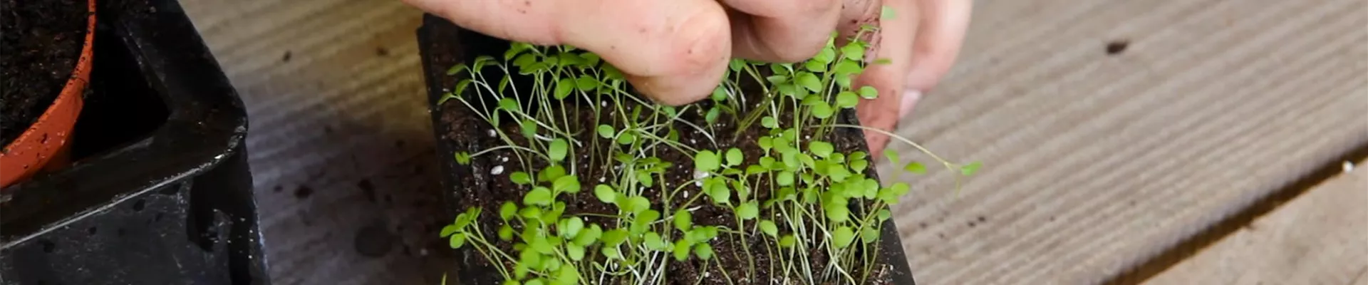 Steinkraut - Pikieren (3) Steinkraut - Pikieren (3)