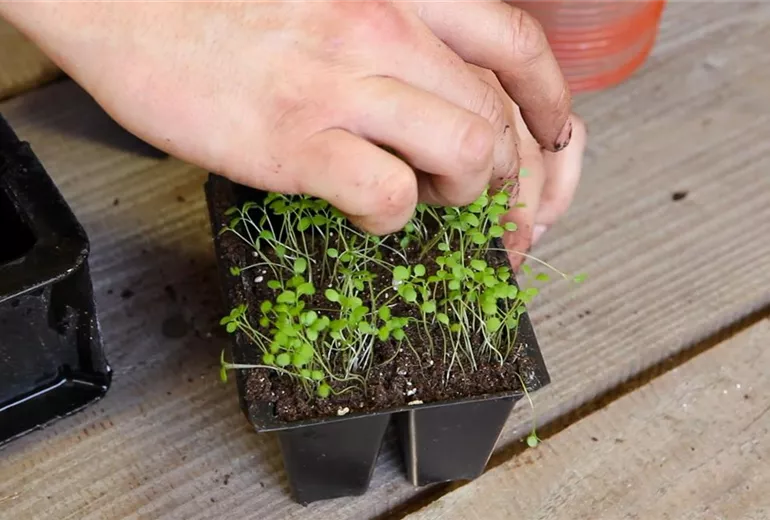 Steinkraut - Pikieren (3) Steinkraut - Pikieren (3)