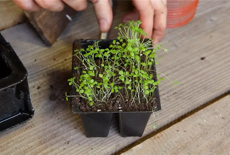 Steinkraut - Pikieren (1) Steinkraut - Pikieren (1)