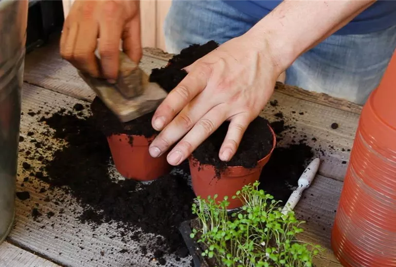 Steinkraut - Pikieren (2) Steinkraut - Pikieren (2)