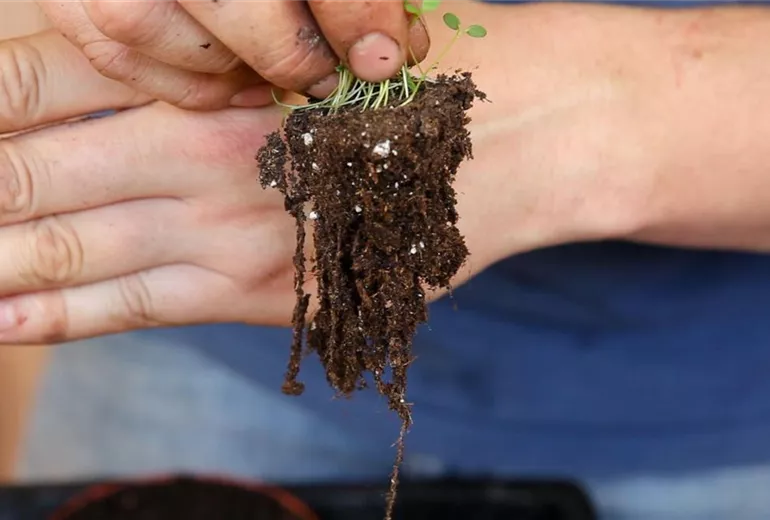 Steinkraut - Pikieren (4) Steinkraut - Pikieren (4)