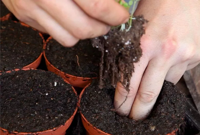 Steinkraut - Pikieren (5) Steinkraut - Pikieren (5)