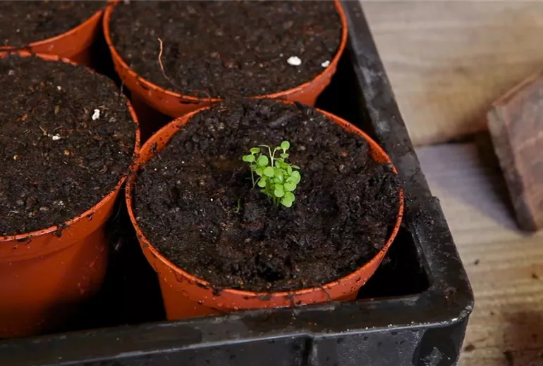 Steinkraut - Pikieren (6) Steinkraut - Pikieren (6)