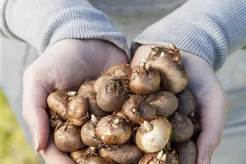 Keine Angst im Dunkeln – Blumenzwiebeln überwintern Keine Angst im Dunkeln – Blumenzwiebeln überwintern