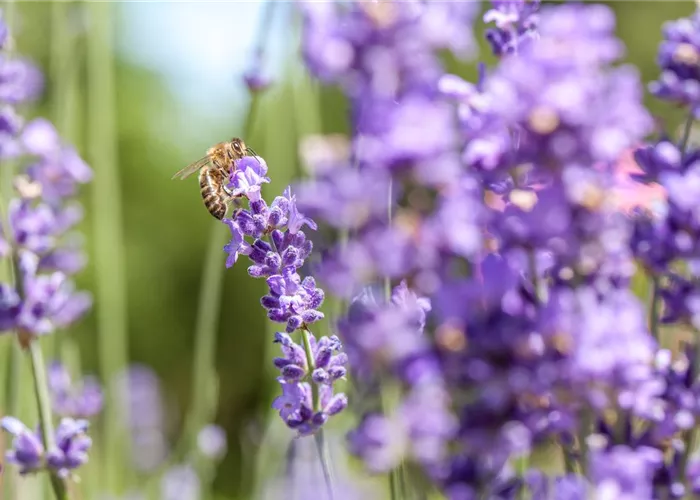 Bienenfreundliche Sommerblumen – ein Büffet für Biene und Co. Bienenfreundliche Sommerblumen – ein Büffet für Biene und Co.