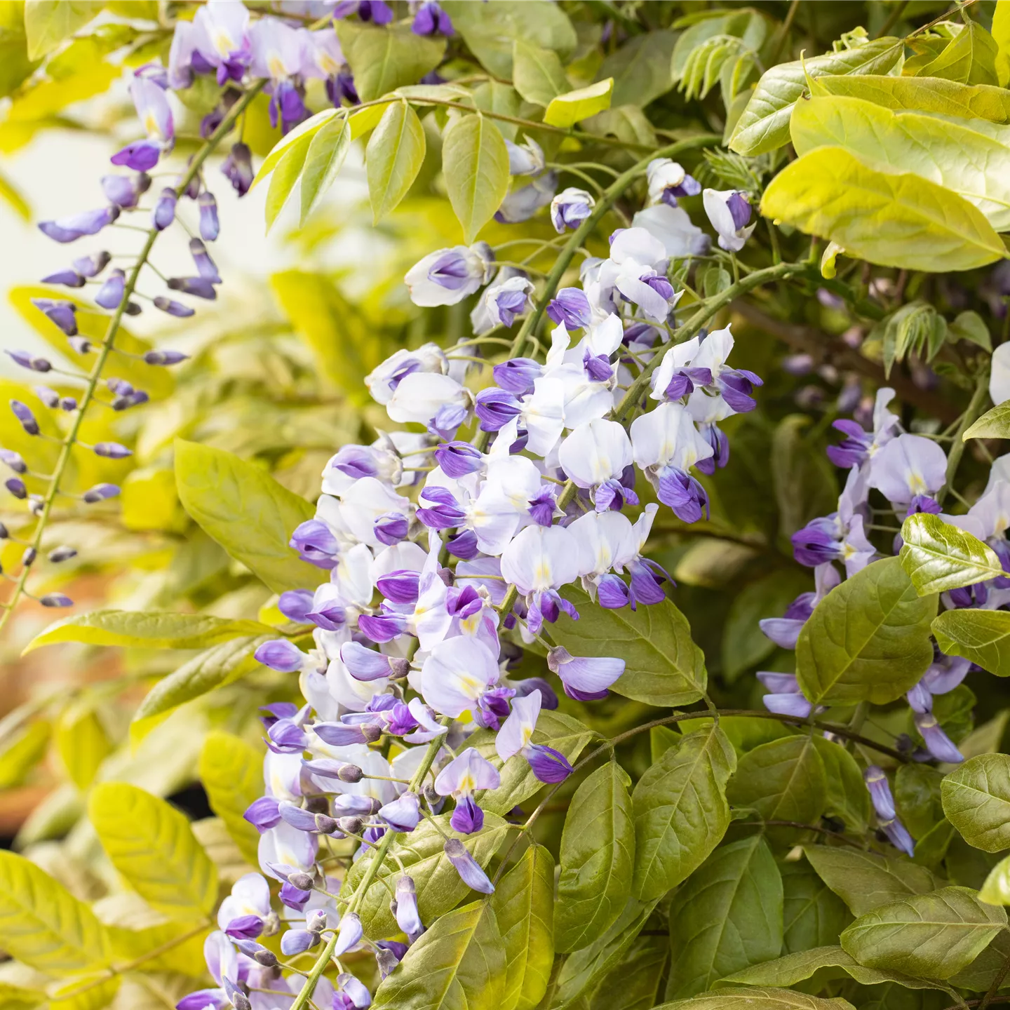 Wisteria floribunda 'Macrobotrys'