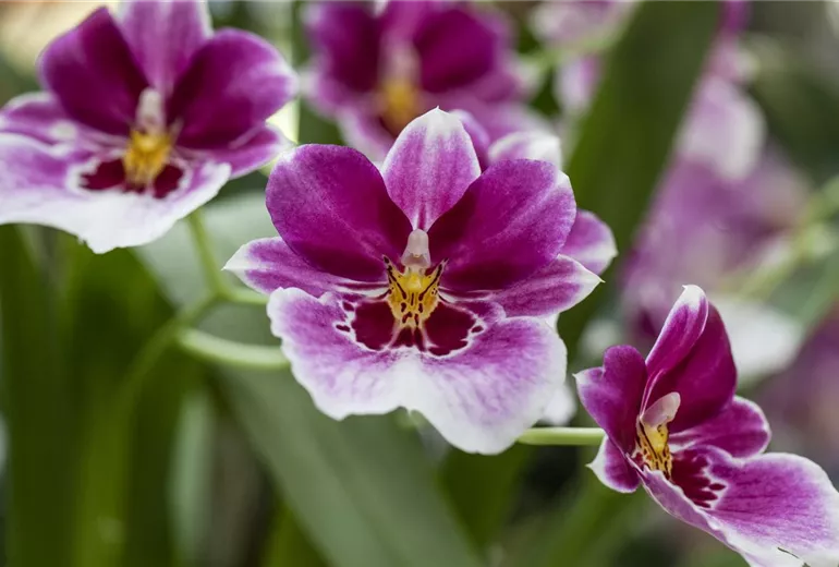 Miltoniopsis Miltoniopsis