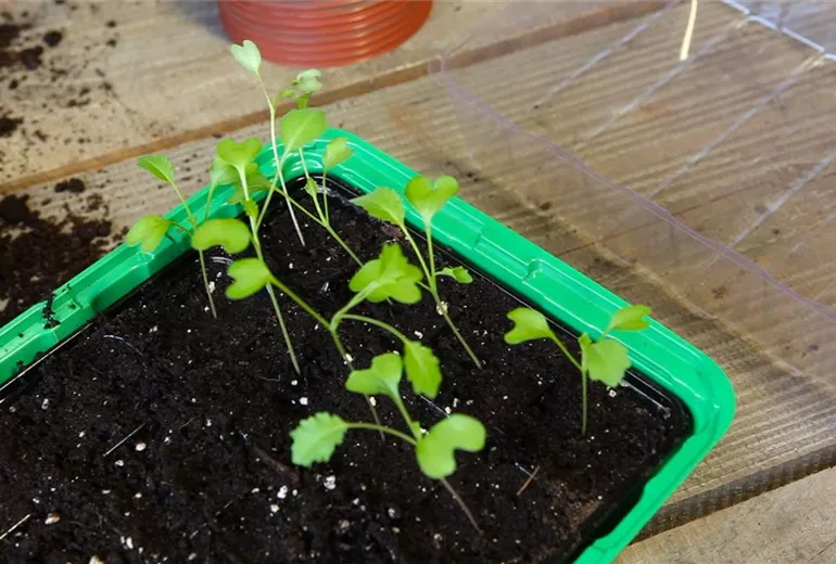 Kohlrabi - Pikieren (1) Kohlrabi - Pikieren (1)
