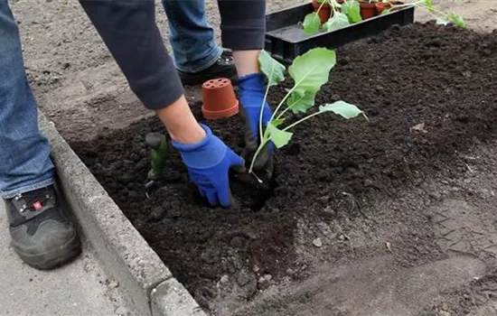 Kohlrabi - Einpflanzen im Gemüsebeet Kohlrabi - Einpflanzen im Gemüsebeet