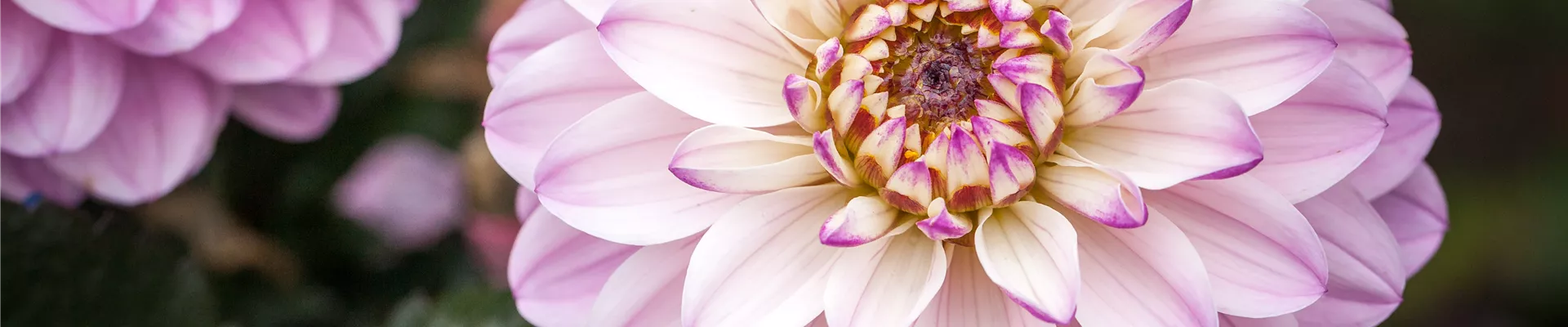 Dahlia Dekorativ Dahlia Dekorativ