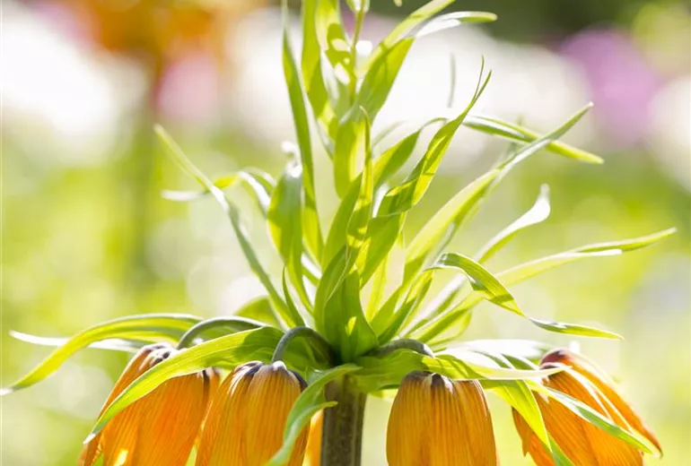 Fritillaria imperialis Fritillaria imperialis
