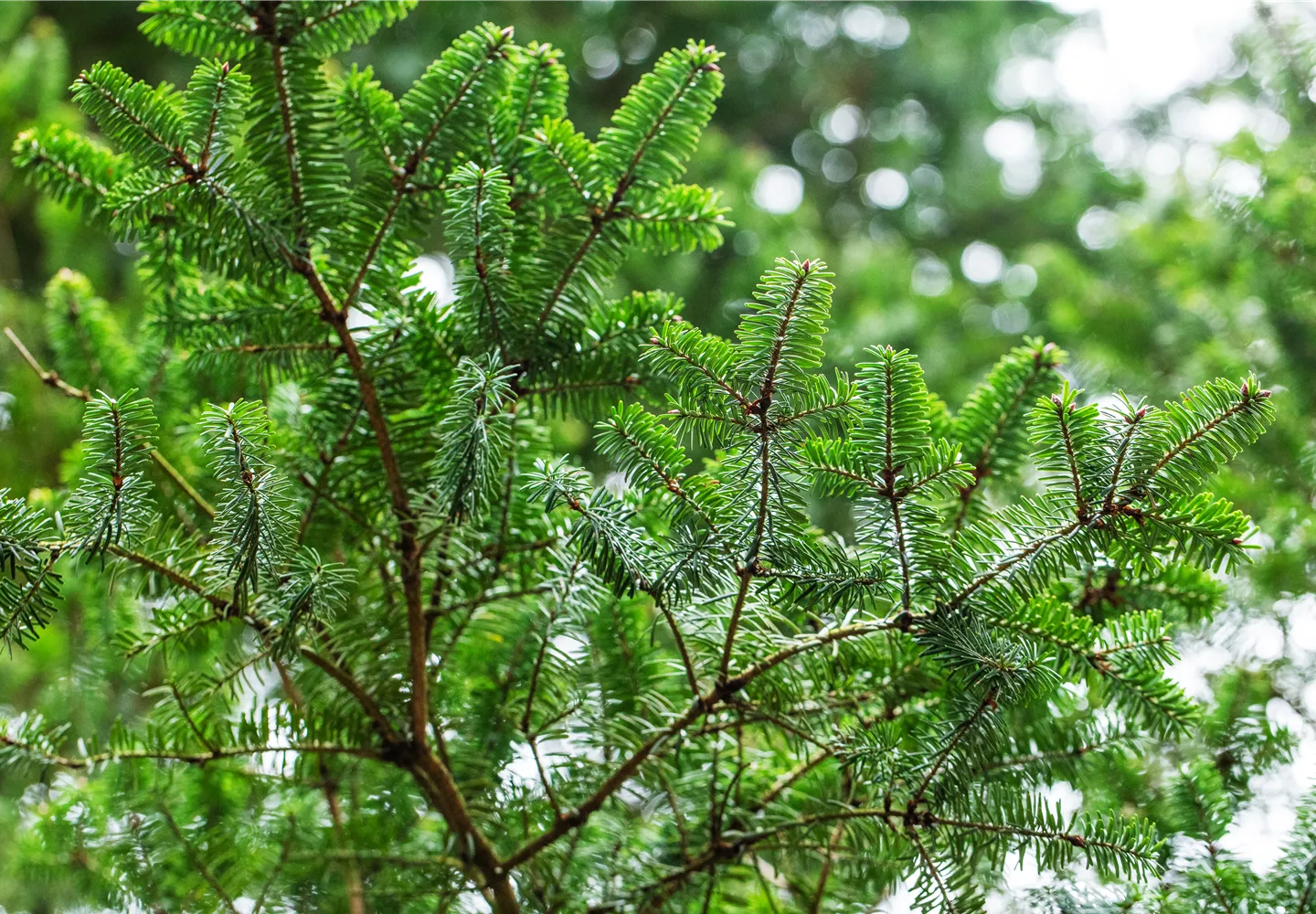 Nadelgehölze sind beliebt im Garten