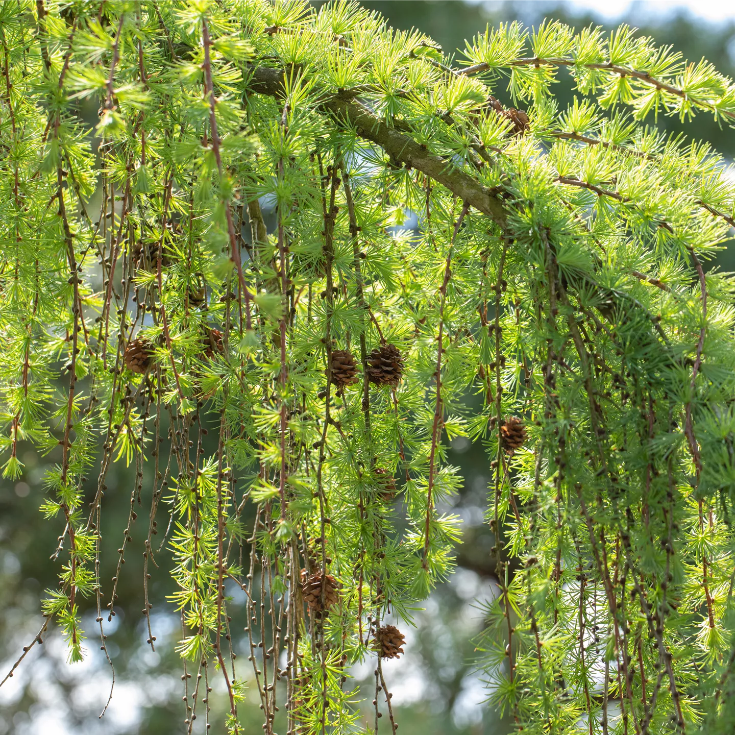 Unsere Nadelgehölze sorgen für Farbe im Garten