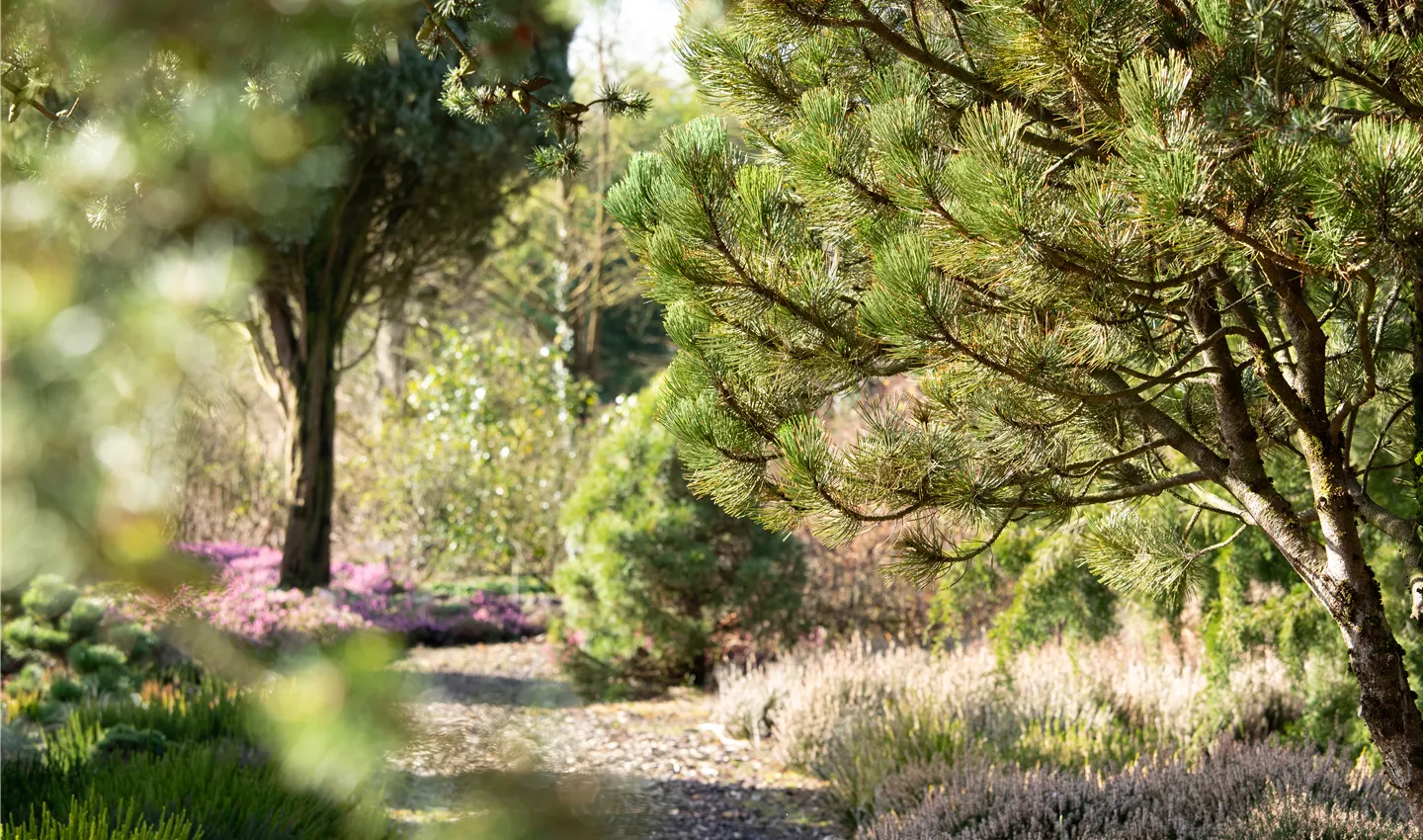 Nadelgehölze werten jeden Garten auf